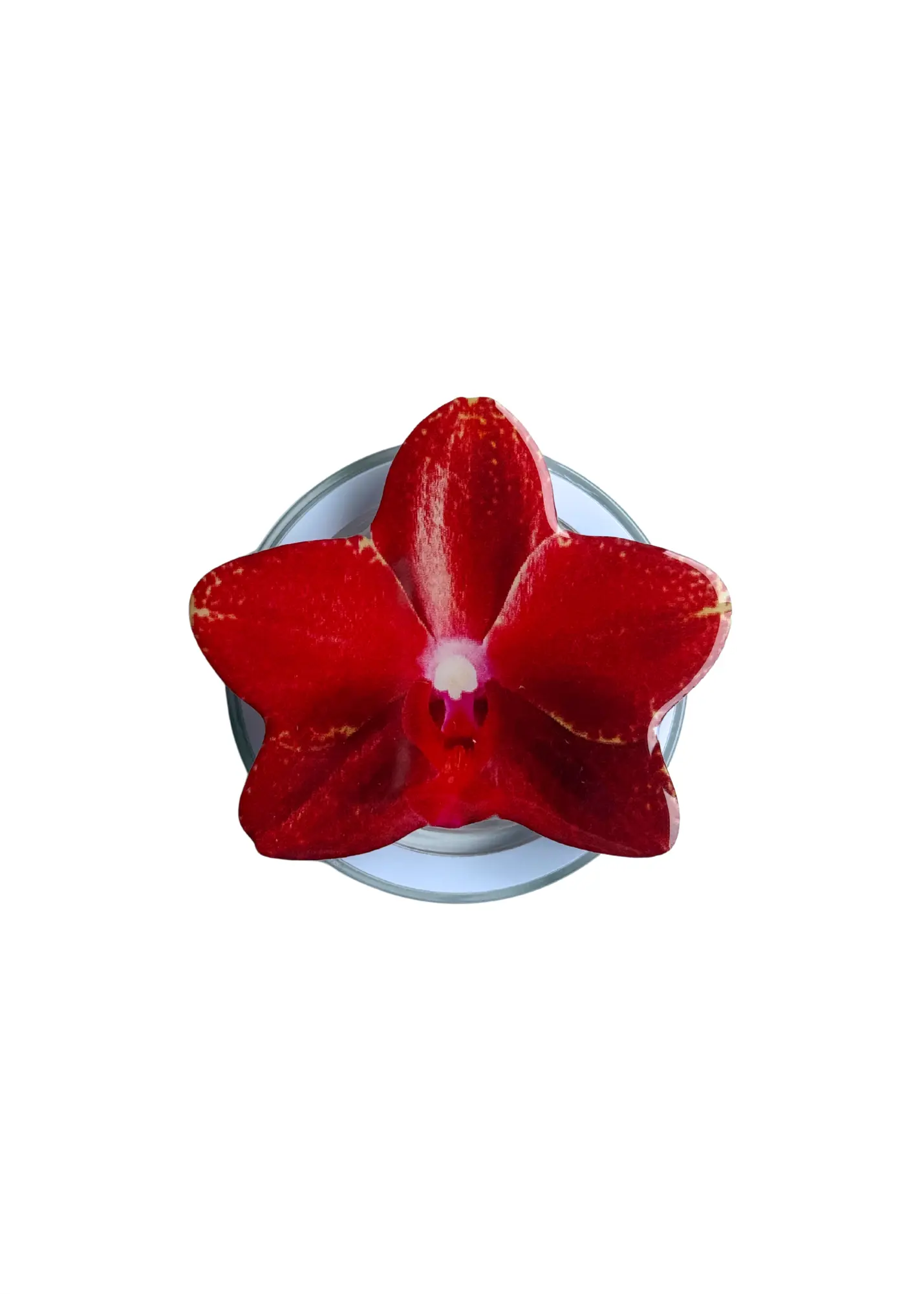 Red Orchid Phone Grip The Dream Académie